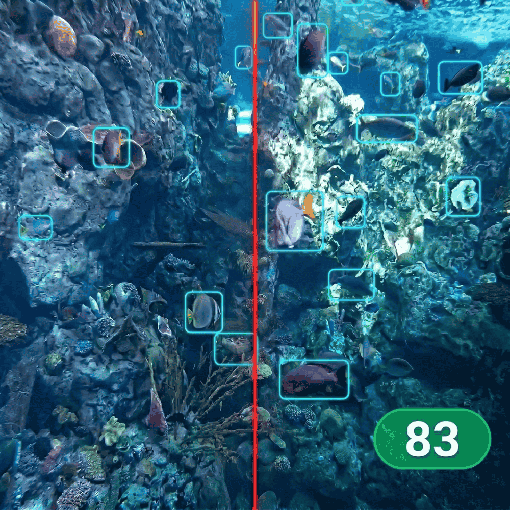 Peixes (5 minutos): quantos peixes vao cruzar a linha?